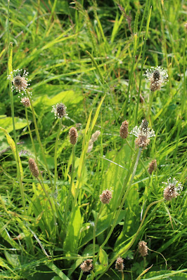 Smalle Weegbree - Hûnetonge - Plantago lanceolata