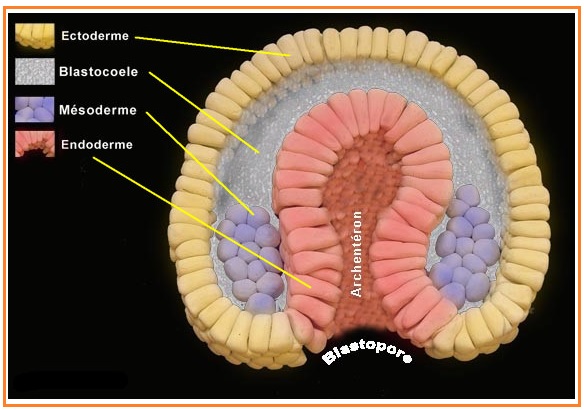 BIOLOGI GONZAGA PERTUMBUHAN HEWAN 