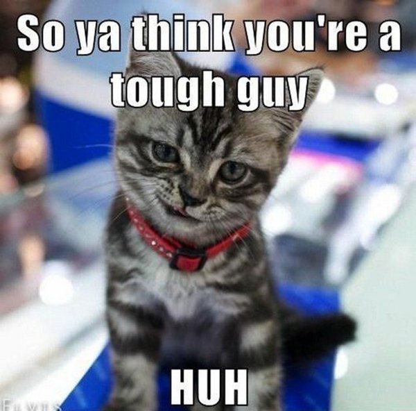 animal pictures with captions, so you're think you're a tough guy