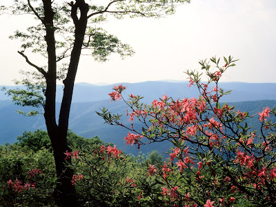 Spring wallpaper by picwall