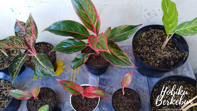 tanaman aglaonema cepat beranak