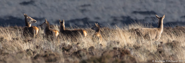 A group of hinds and calves looking for danger.