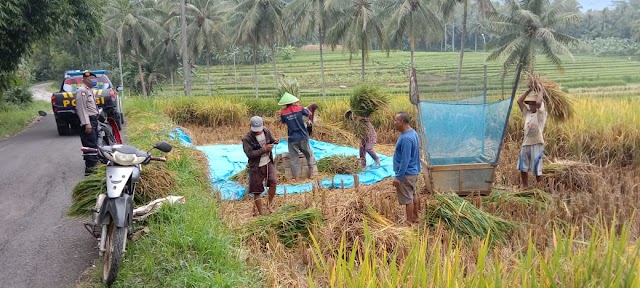 Waspada Pencurian Padi, Petani Jangan Lengah saat Proses Penjemuran 