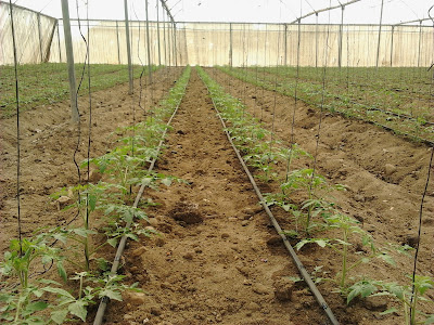 زراعة الطماطم بالصوبات