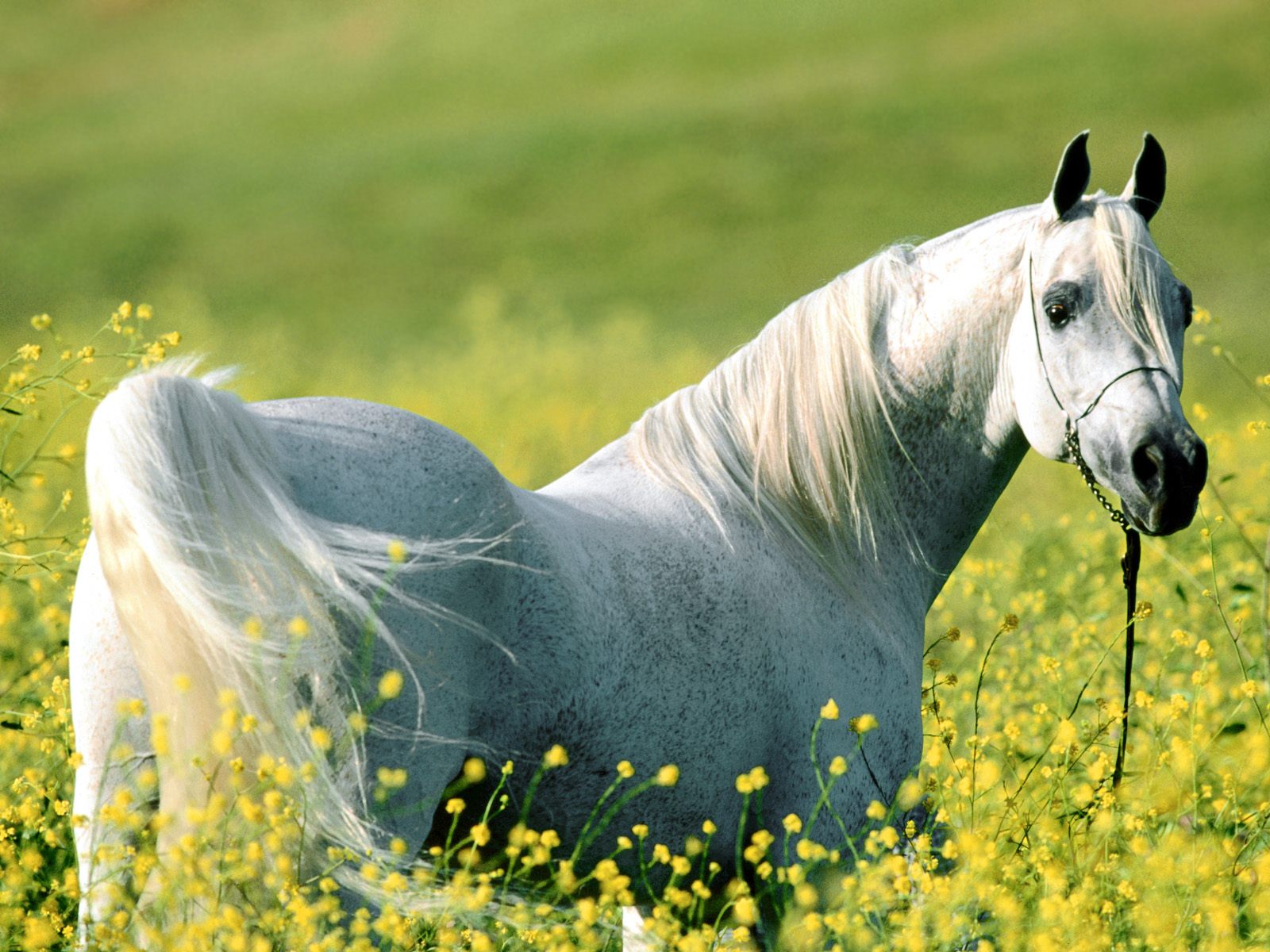 Horse Wallpapers Wild Horses Photos Hd Animal Wallpapers HD Wallpapers Download Free Map Images Wallpaper [wallpaper684.blogspot.com]