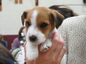 Jack Russell puppy