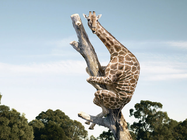 Grappig plaatje met een giraffe in een boom
