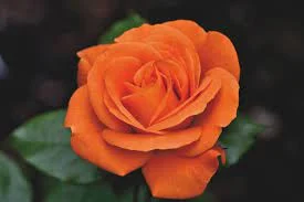 Picture of orange rose flower - Pictures of 20 colored roses - Pictures of 20 colored roses - NeotericIT.com