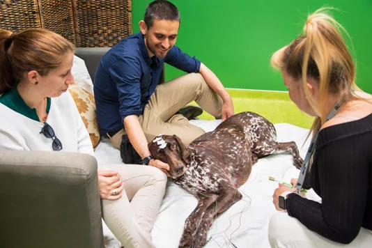 Mind-Blowing Discovery: Dogs Understand More Than We Thought!