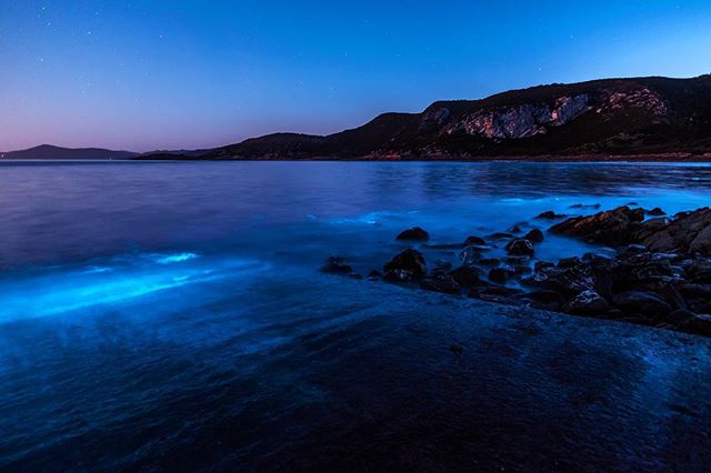 Bioluminescent dinoflagellates