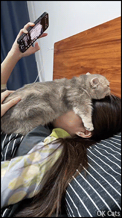 Funny Cat GIF • Proof #7 that working from home with cat(s) or kitten(s) is an impurrssible mission! [ok-cats.com]