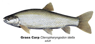 Ctenopharyngodon idell - Grass Carp 