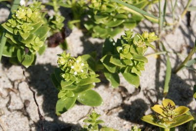 Zeepostelein - Seeposlein - Honkenya peploides