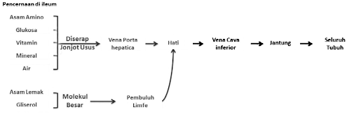 Pencernaandi ileum 