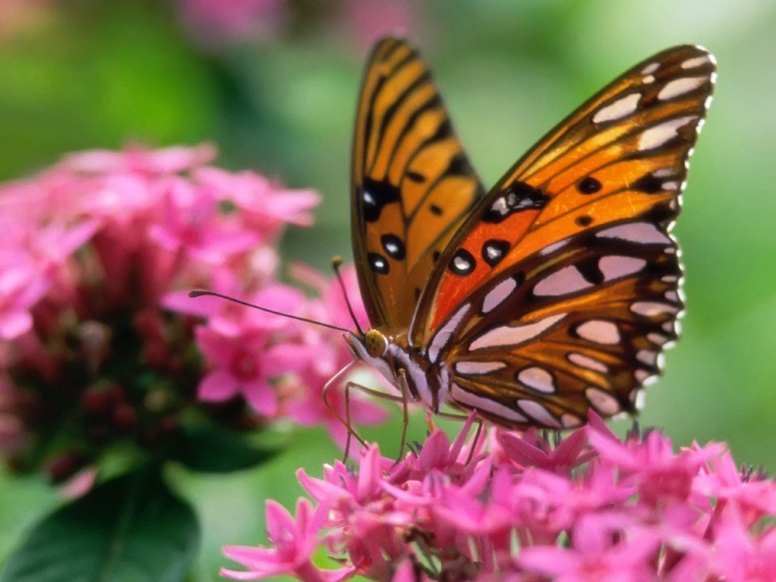 Tag: Butterfly Desktop Wallpapers, Backgrounds, Photos,Images and 