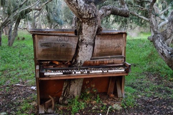 20 εντυπωσιακά δέντρα που αρνούνται να «πεθάνουν»