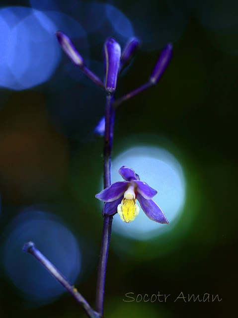 Lecanorchis japonica