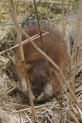 Woelrat - Wrotrôt - Arvicola amphibius