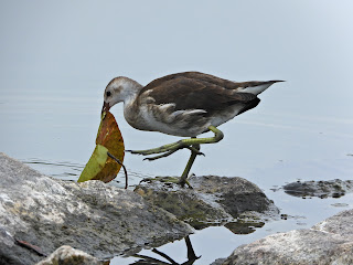 Immature Common Moorhen Throwing a Leaf