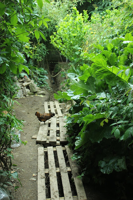 Hens as opportunists in an organic forest garden