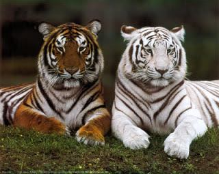 Tigre blanco resultado de una mutación del tigre naranja