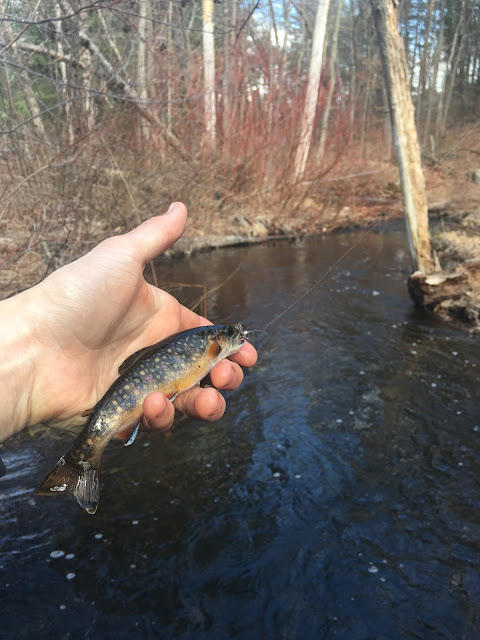 Massachusetts Wild Native Brook Trout