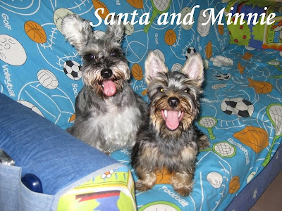 Miniature-Schnauzer Silky-Terrier