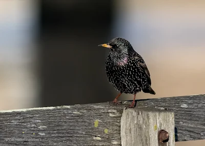 Starling Going Into Flight - Under the Wooden Bridge / Woodbridge Island