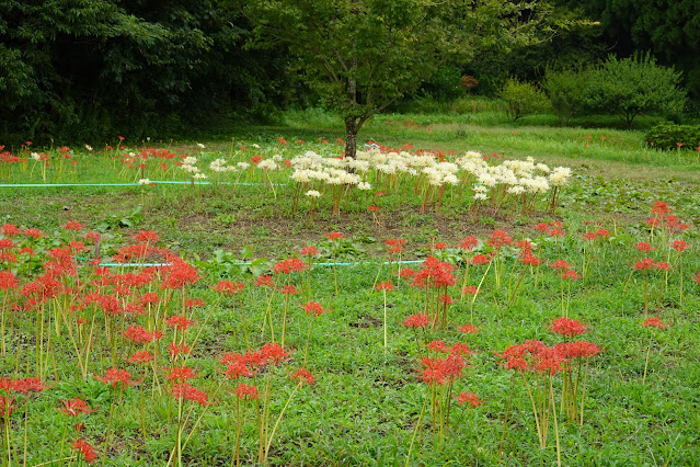 鳥取県米子市淀江町福岡　上淀廃寺跡　ヒガンバナ（彼岸花）