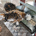 Learn How to secure chicken coop to ground
 