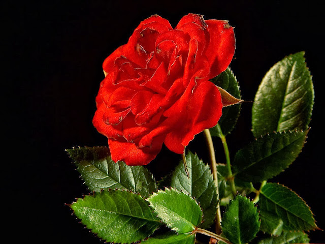 Red Rose Wallpapers Free Download