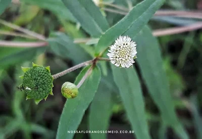 três capítulos, com botão, com flores brancas e com frutos verdes