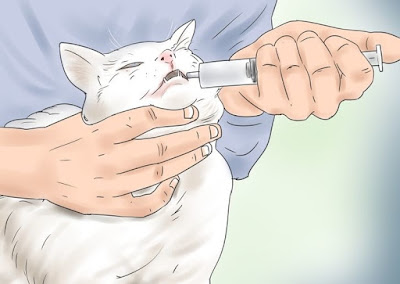 Obat kucing keracunan