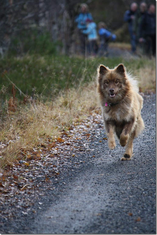 Lapphundtreff ørskogfjellet 31.10.09 021