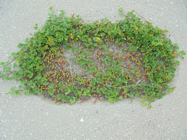 堤防ブロックの穴の自然の植木鉢