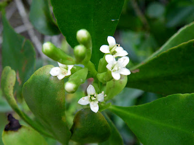 Teruntum bunga puteh (Lumnitzera racemosa)