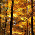 Autumn wood