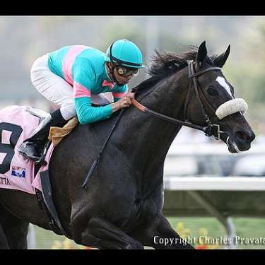 Horse Of The Year Show Fantastic Photos