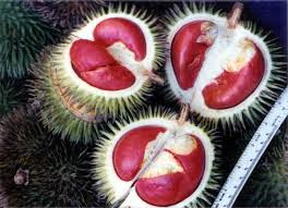 Tips Membuat Buah Durian Berwarna Merah