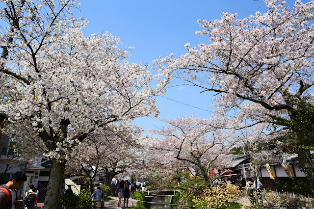 賞櫻  蹴上鐵道 南禪寺 哲學之道 銀閣寺 櫻花