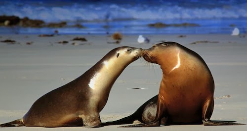 fotos animais adoráveis fofos se beijando beijo romântico
