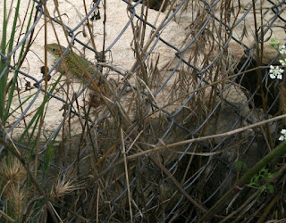 Very friendly lizard who didn't mind being photographed