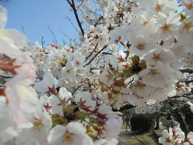 湊山公園のソメイヨシノ桜