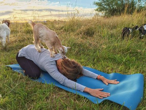 Farm Hosts Goat Yoga