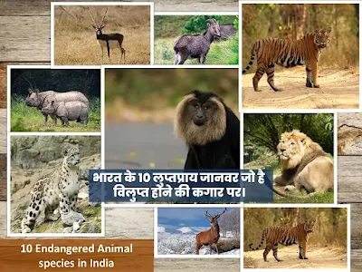 Endangered Animals in India