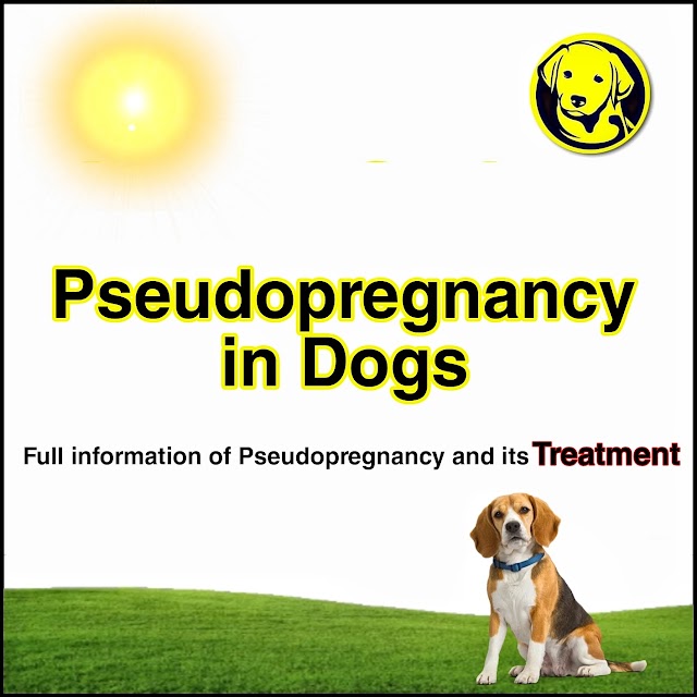 Free Download Pseudopregnancy in Dogs Full Pdf