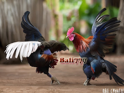 Sabung Ayam Bali777