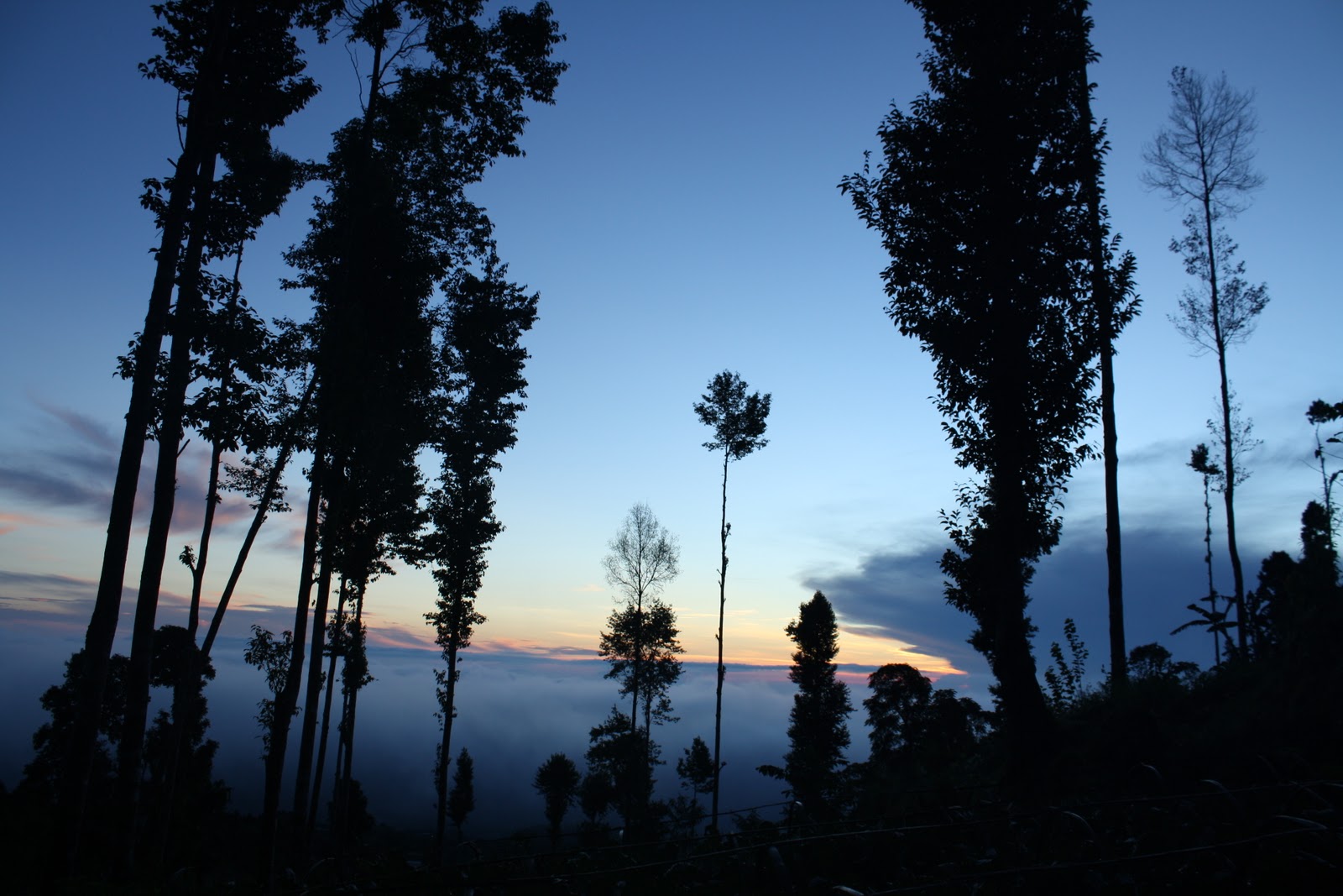 My Adventure: Gunung Gede - The Picture