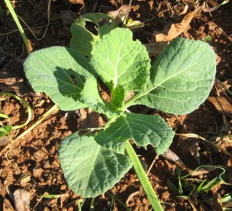 Grow cabbages, grow!