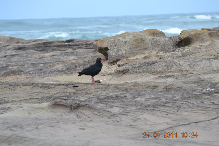 Oystercatcher,  African-Black
